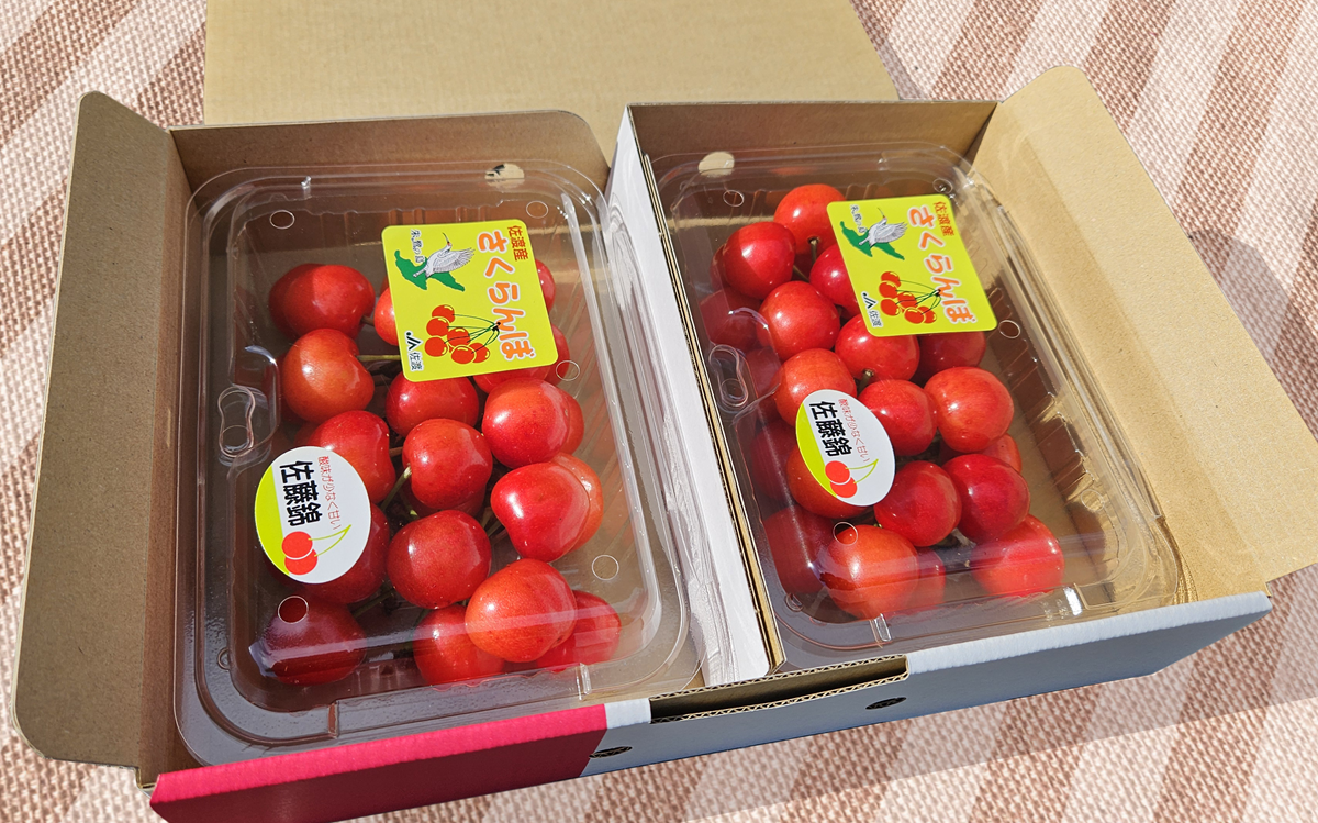 佐渡産さくらんぼ　【ご家庭用】　180ｇ×2パック 【出荷場所：JA農産物販売センター】